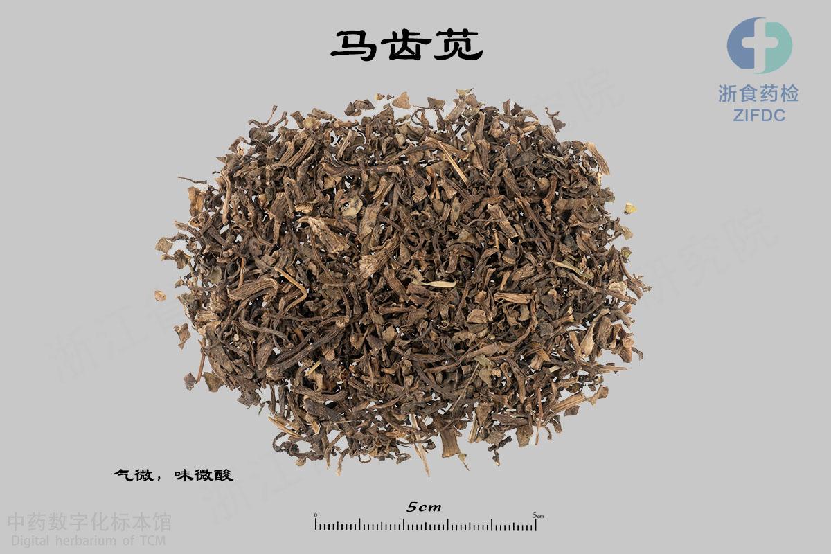 马齿苋 标本影像